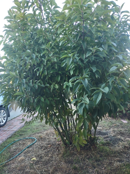avocado-bush